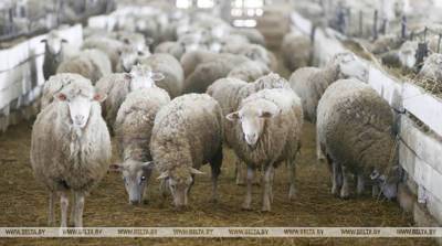 Беларусь ограничит ввоз овец и коз из Ленинградской области России из-за оспы