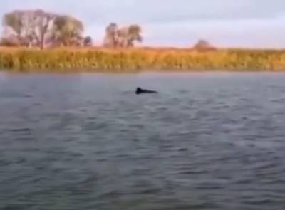 В реке Кагальник Азовского района очевидцы сняли на видео пару дельфинов
