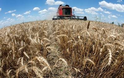 Украина резко увеличит экспорт пшеницы
