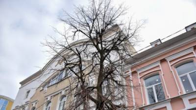 В Пензе передумали спиливать аварийные деревья на Московской