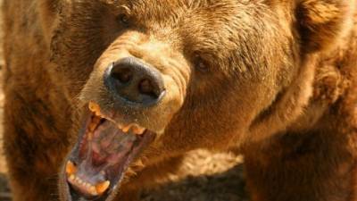 Кровавая бойня: тюменский боксер зарезал ножом напавшего на него дикого медведя