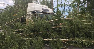 На Латвию надвигается буря: что делать, если упало дерево