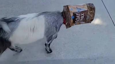 Жадность сгубила: коза в погоне за вкусняшкой попала впросак (Видео)