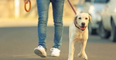 Комендантский час: что делать владельцам собак и как выгуливать питомцев?
