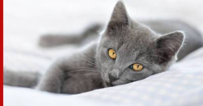 Шартрез: умная, спокойная и дружелюбная кошка