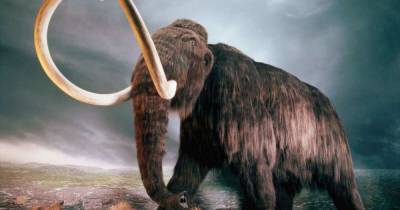 Виновны не люди: ученые выяснили, из-за чего на Земле вымерли мамонты