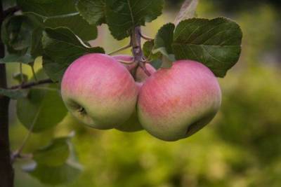 Как спасти яблоню от бактериального ожога: назван эффективный способ