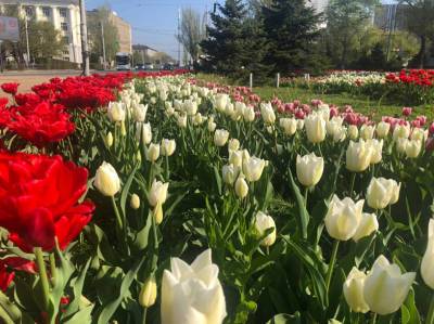 В донской столице впервые пройдет «День тюльпанонасаждения»