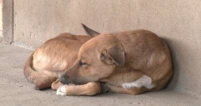 В Таджикистане зоозащитники выступили против проведения собачьих боев