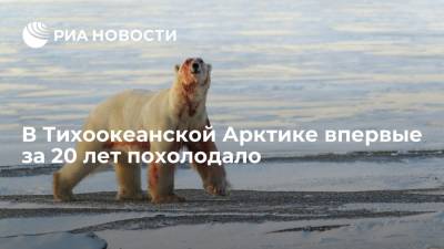 В Тихоокеанской Арктике впервые за 20 лет похолодало, белые медведи вернулись на льды