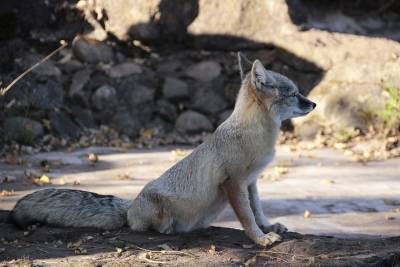 В Татарстане насчитали 96 степных лисиц