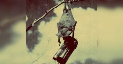 Проект X-Ray. Летучие мыши-бомбардировщики в секретной военной программе США
