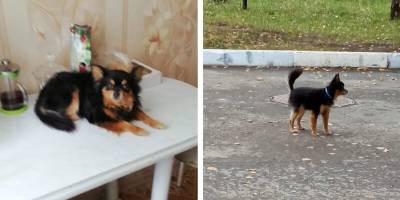 Житель Новосибирска насмерть забил собаку соседей из-за помеченных колес
