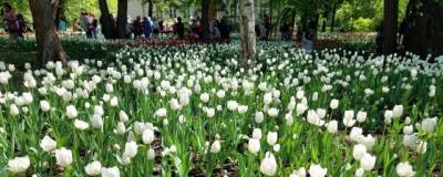 Логвиненко: в Ростове появится новая осенняя традиция — День тюльпанонасаждения