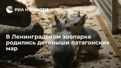 В Ленинградском зоопарке родились двое детенышей патагонских мар