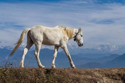 Nature: Человек окончательно одомашнил лошадей около 4,2 тысячи лет назад