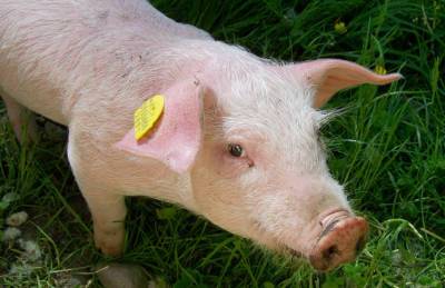 Продажи свиней KSG Agro значительно выросли