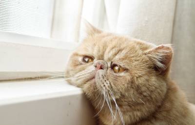 Это видео сразит вас наповал! Самый грустный кот стал звездой соцсетей – пользователи гадают, почему он так печален