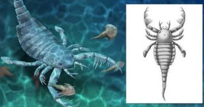 В Китае нашли останки морского скорпиона, жившего 435 млн лет назад – фото