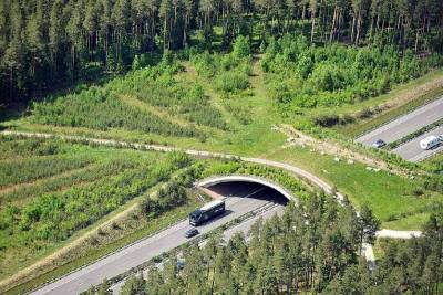 На трассе М-1 «Беларусь» в Смоленской области построят еще один экодук