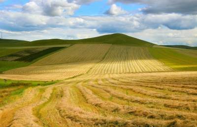 Теневая аренда земель в Украине оценивается в 70 млрд грн
