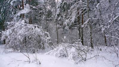 В девяти районах Коми объявили штормовое предупреждение из-за снега