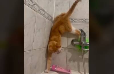 «Задний ход – вообще шедевр»: смешные попытки кота не упасть в ванну с водой рассмешили Сеть – эти кадры стоит увидеть!