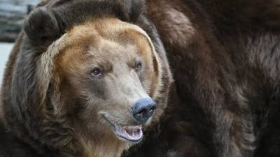 У берлоги напавшего на людей в Тюменской области медведя найдены следы крови и гильзы