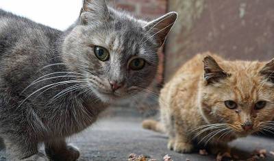 В Санкт-Петербурге с 2022 года начнут отлавливать бездомных кошек