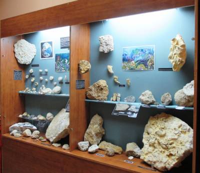 В Шиловском музее открылась выставка палеонтологических находок