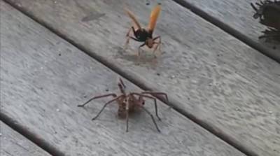Мужчина из Австралии запечатлел на видео эпичную схватку паука и дорожной осы (Видео)