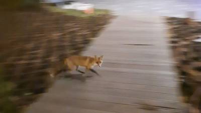 В парке «Зарядье» нашли знаменитую лису
