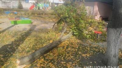 В двух городах Украины из-за падения деревьев пострадали люди