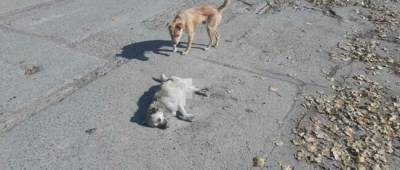 В Одесской области устроили самосуд женщине, которая на авто сбила собаку