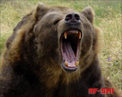 В Тюменской области трое рыбаков напали на спящего медведя....