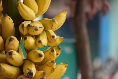 Диетологи из РФ объяснили, почему злоупотребление бананами опасно для здоровья