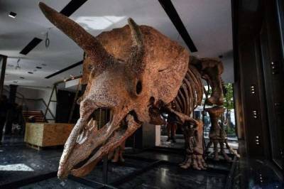 Скелет крупнейшего в истории трицератопса продали за рекордные 6,6 млн евро