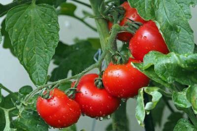 Почему листья помидоров в теплице скручиваются в трубочку и сохнут