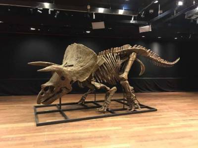 Рекордно большой скелет трицератопса продан на аукционе в Париже за рекордную сумму
