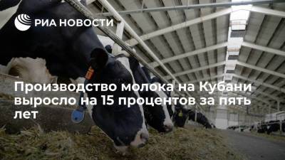 Производство молока на Кубани выросло на 15 процентов за пять лет