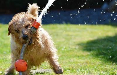 Собака придумала мудреный способ пить воду – сначала ее нужно вылить из миски. Посмотрите, это удивительно! (ВИДЕО)