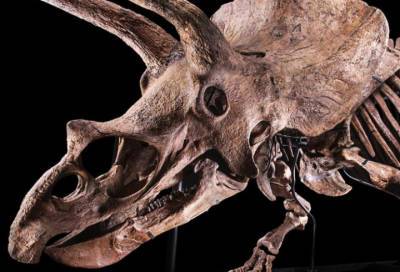 Самый большой скелет трицератопса «Большого Джона» продали за 6,65 млн евро