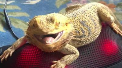 Ему явно нравится: забавная ящерица умилила сеть своей реакцией на массажер (Видео)