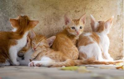 Зоозащитники выступают за стерилизацию кошек