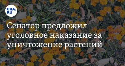 Алексей Майоров - Сенатор предложил уголовное наказание за уничтожение растений - ura.news - Россия