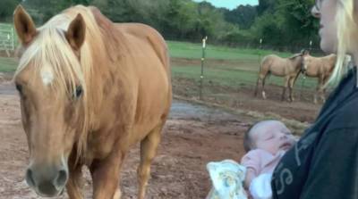 Знакомство лошади с новорожденным ребенком хозяев очаровало сеть (Видео)