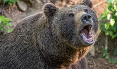 В Тюменской области мужчина убил ножом дикого медведя