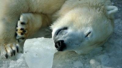 Не мешай: белый медведь поймал назойливый дрон в якутском зоопарке