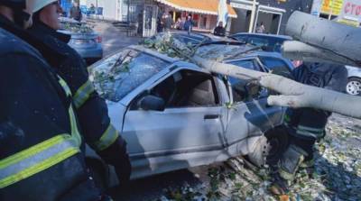 Из-за непогоды в Одессе дерево упало на автомобили, есть пострадавшие