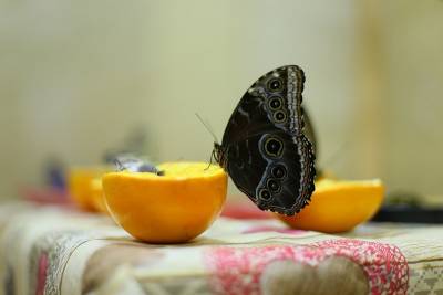 В Астраханском кремле открылась выставка живых тропических бабочек